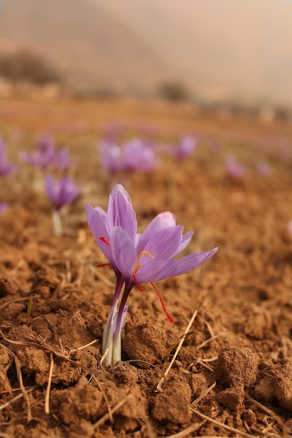 Foto close-up van paarse krokusbloemen op het veld