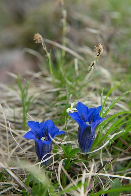 Close-up van paarse krokusbloemen op het veld