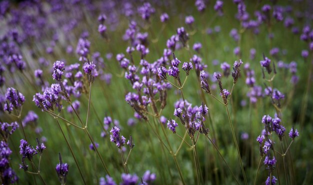 Foto close-up van paarse krokusbloemen op het veld