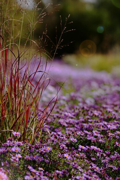 Foto close-up van paarse krokusbloemen op het veld