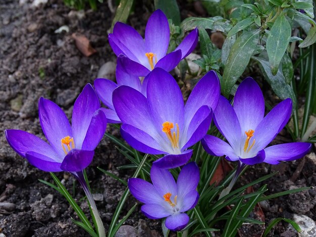 Foto close-up van paarse krokusbloemen op het veld