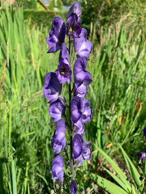 Foto close-up van paarse krokusbloemen op het veld