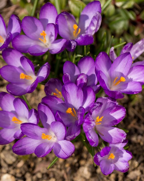 Foto close-up van paarse krokusbloemen