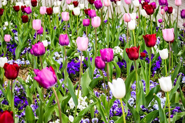 Foto close-up van paarse krokusbloemen