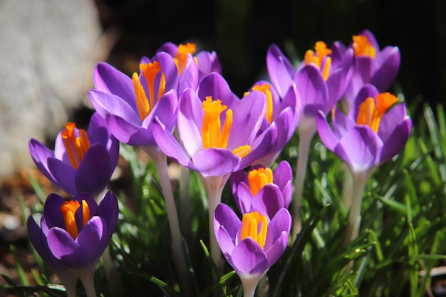 Foto close-up van paarse krokusbloemen