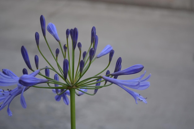 Foto close-up van paarse krokusbloemen