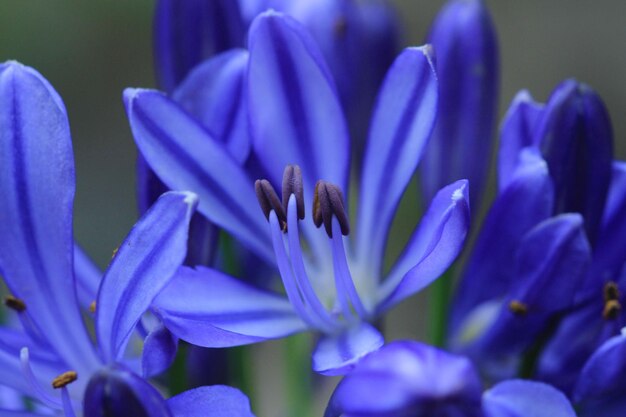 Foto close-up van paarse krokusbloemen