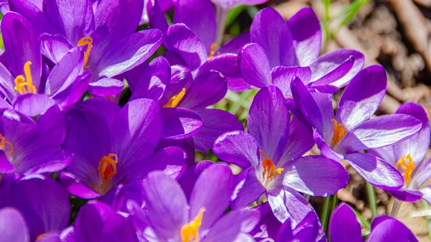 Close-up van paarse krokusbloemen