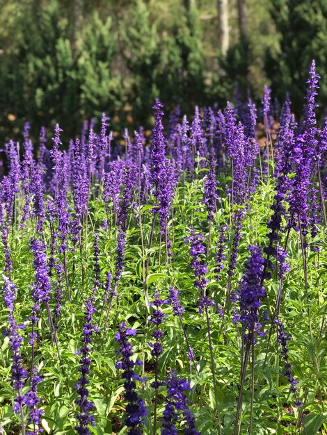 Foto close-up van paarse lavendelbloemen in het veld