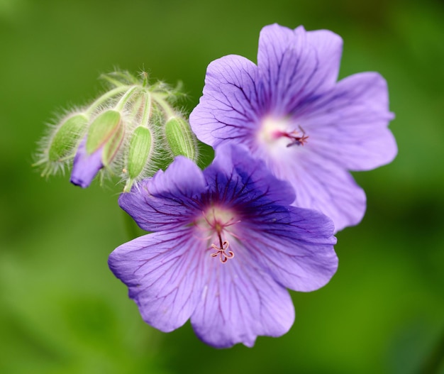 Close-up van paarse of blauwe geranium bloemen die groeien in een botanische tuin op een zonnige dag in de buitenlucht Mooie planten met levendige violette bloemblaadjes bloeien en bloeien in het voorjaar in een weelderige omgeving