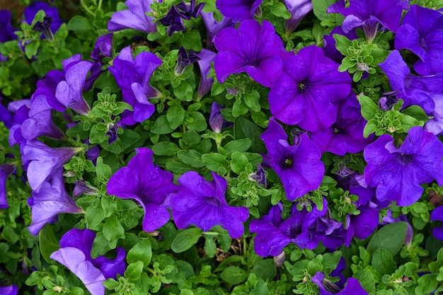 Close-up van paarse petunia's die bloeien mooie decoratieve planten bloem petunia groeiende bloemen