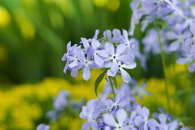 Foto close-up van paarse phlox bloemen in de tuin het concept van tuinieren bloeien de komst van de lente afbeelding voor uw ontwerp