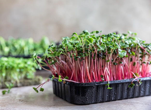 Close up van paarse radijs Microgreen superfood concept Gezonde levensstijl