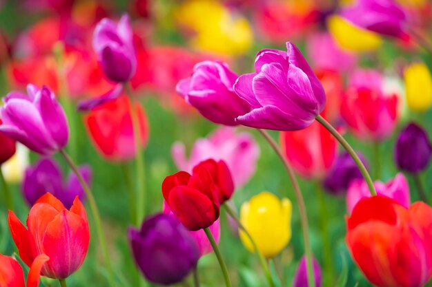 Foto close-up van paarse tulpen op het veld