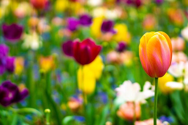 Foto close-up van paarse tulpen