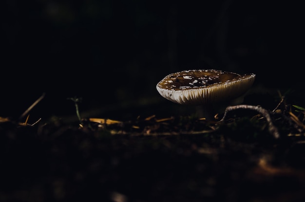 Foto close-up van paddenstoel die op de grond groeit