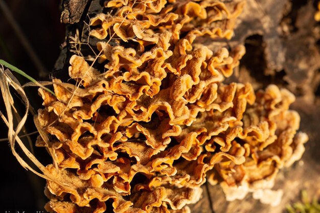 Foto close-up van paddenstoel die op de plant groeit