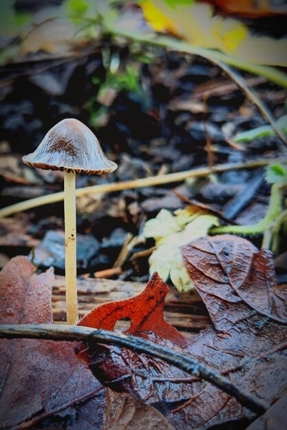 Foto close-up van paddenstoel in de herfst