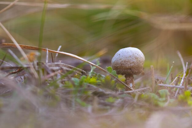 Foto close-up van paddenstoel op gras