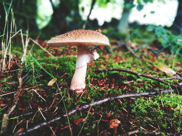 Close-up van paddenstoel op gras