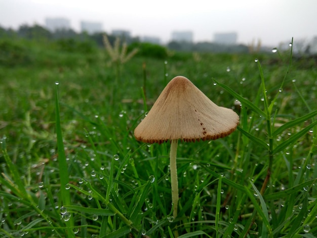 Foto close-up van paddenstoel op het veld