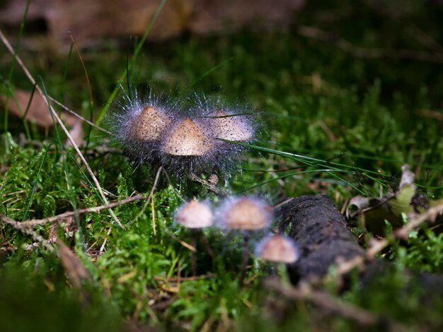 Foto close-up van paddenstoel op het veld