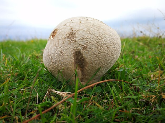 Foto close-up van paddenstoel op het veld