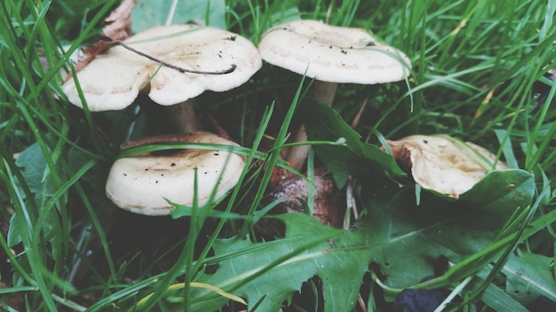 Foto close-up van paddenstoelen die door planten groeien