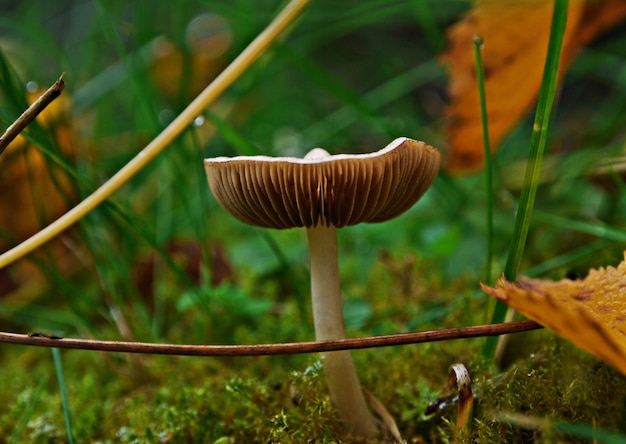 Foto close-up van paddenstoelen die in de open lucht groeien