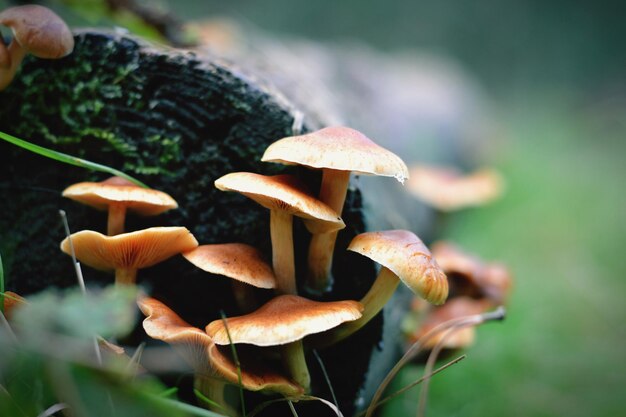 Close-up van paddenstoelen die in het bos groeien