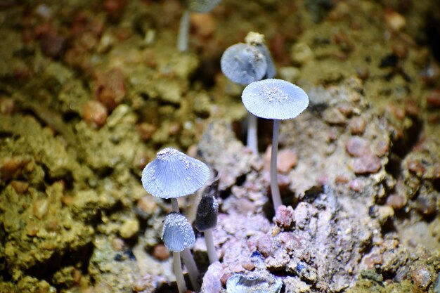 Foto close-up van paddenstoelen die op de plant groeien