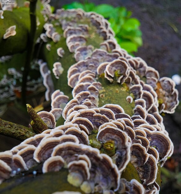 Foto close-up van paddenstoelen die op de stam van een boom groeien