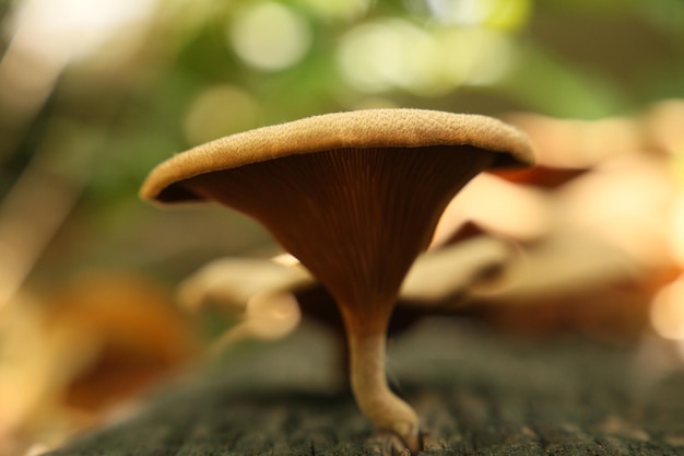 Close-up van paddenstoelen die op het land groeien