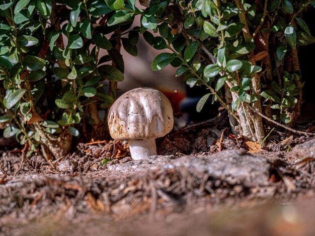 Foto close-up van paddenstoelen die op het veld groeien