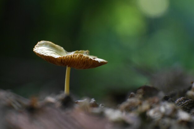 Close-up van paddenstoelen die op het veld groeien