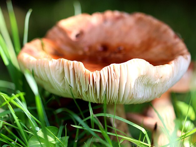 Foto close-up van paddenstoelen die op het veld groeien