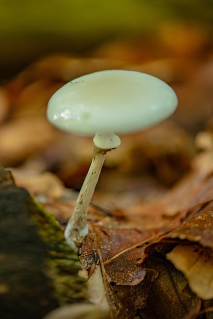 Foto close-up van paddenstoelen die op het veld groeien