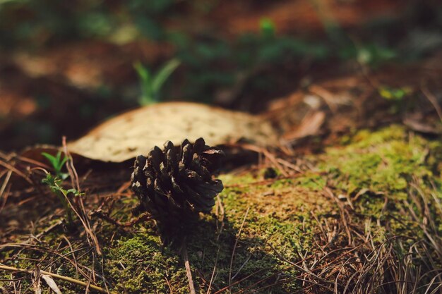 Close-up van paddenstoelen die op het veld groeien