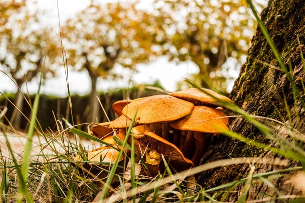 Foto close-up van paddenstoelen die op het veld groeien