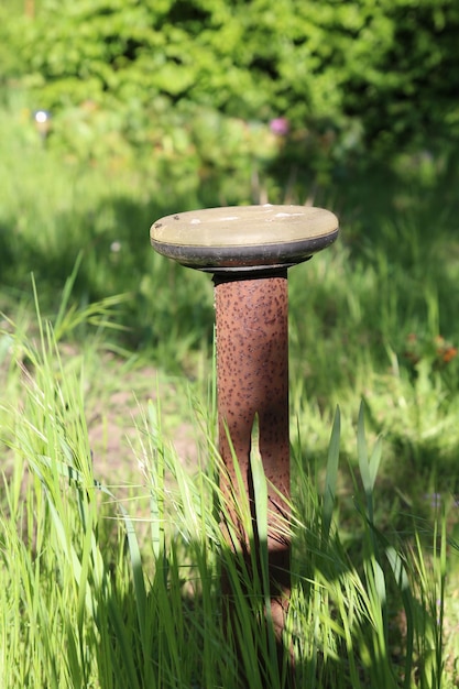 Close-up van paddenstoelen die op het veld groeien