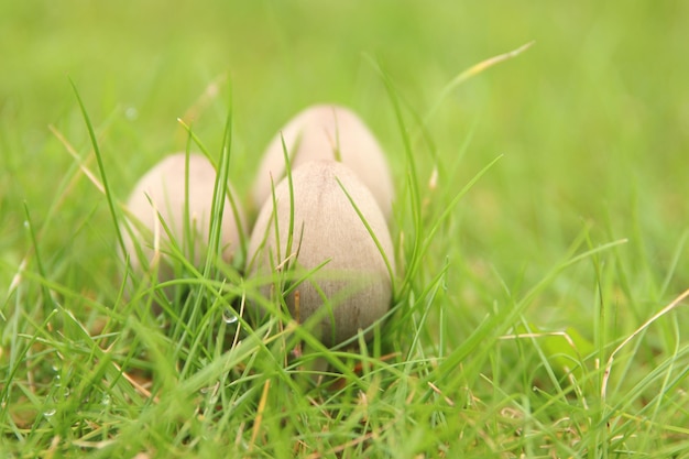 Foto close-up van paddenstoelen die op het veld groeien