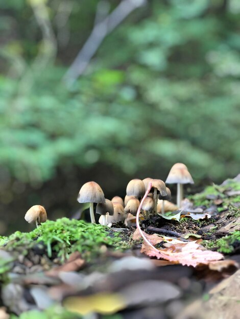 Close-up van paddenstoelen die op het veld groeien