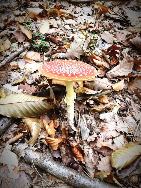 Close-up van paddenstoelen die op het veld groeien