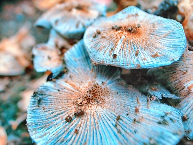 Foto close-up van paddenstoelen die op het veld groeien