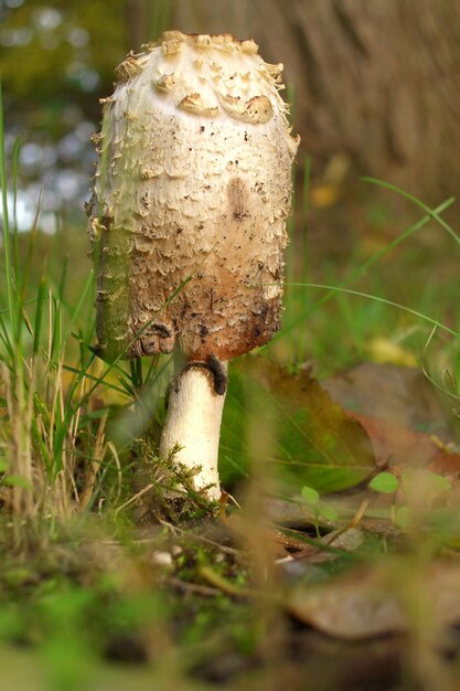 Close-up van paddenstoelen die op het veld groeien