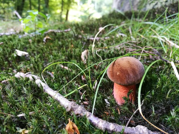 Foto close-up van paddenstoelen die op het veld groeien