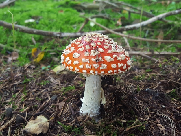 Close-up van paddenstoelen die op het veld groeien