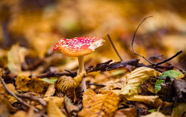 Close-up van paddenstoelen die op het veld groeien