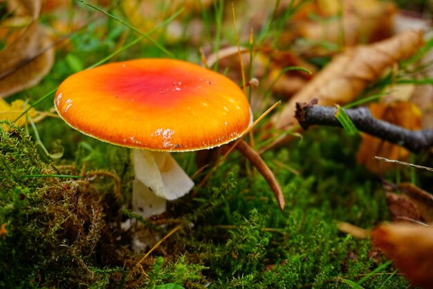 Foto close-up van paddenstoelen die op het veld groeien