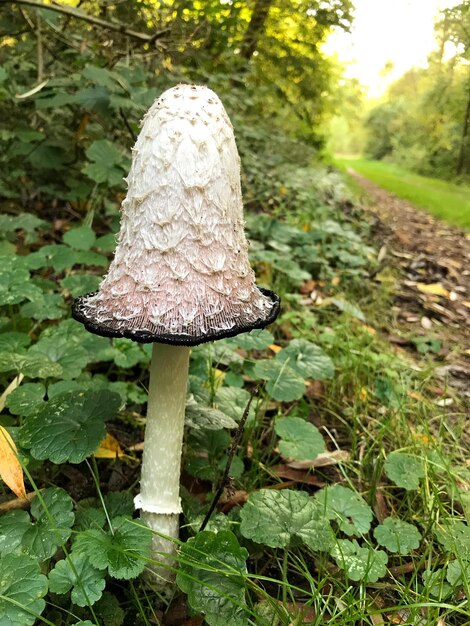 Foto close-up van paddenstoelen die op het veld groeien